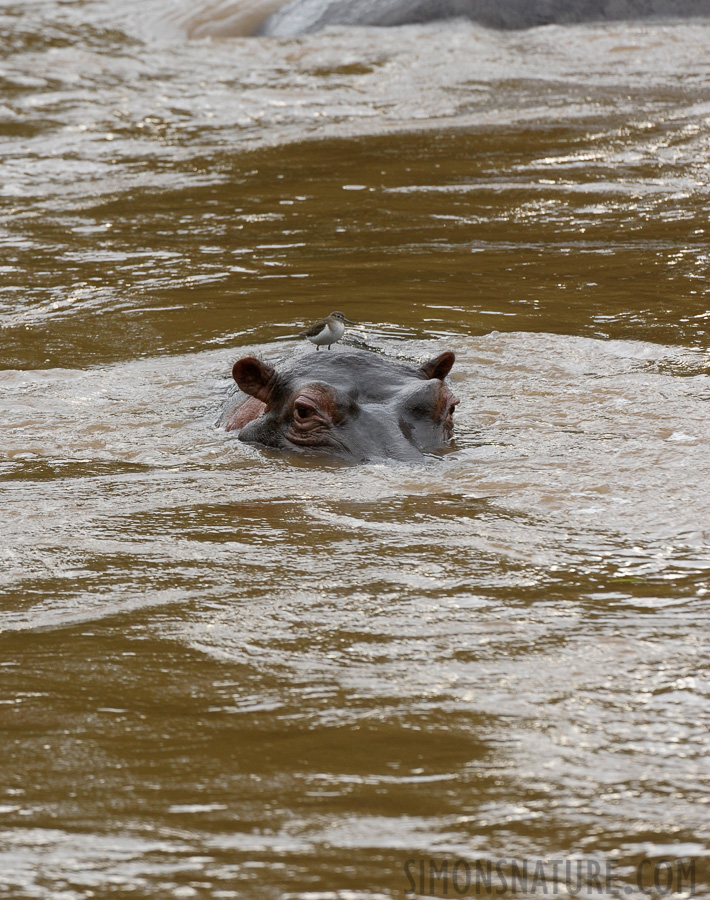 Hippopotamus amphibius amphibius [400 mm, 1/200 sec at f / 7.1, ISO 800]
